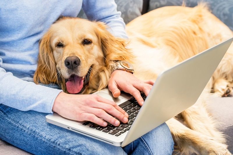 Apartmanda ve Evde Beslenebilen Köpek Türleri Köpeklere Dair Her Şey
