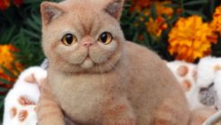 Exotic Shorthair Cinsi Kedilerin Özellikleri ve Bakımı