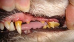 Kedi ve Köpeklerde Diş Taşları