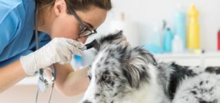 Köpek Kulak Bakımı ve Temizliği