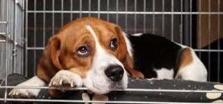 Köpeklerde Anöstrüs Problemi