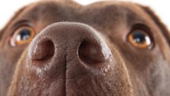 Köpeklerde Burun Akıntısı Nedenleri ve Tedavisi