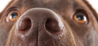 Köpeklerde Burun Akıntısı Nedenleri ve Tedavisi