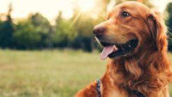 Köpeklerde Dış Parazit Belirtileri Ve Tedavisi