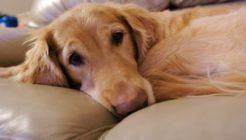 Köpeklerde Epilepsi Hastalığı Belirtileri
