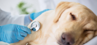 Köpeklerde Kanlı Kusma