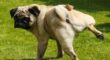 Köpeklerde Kanlı İdrar ve Nedenleri