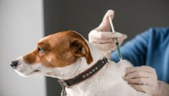 Köpeklerde Karma Aşının İçeriği
