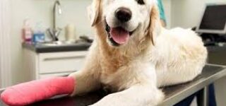 Köpeklerde Kırık Belirtileri