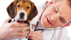 Köpeklerde Pyoderma Nedenleri Ve Tedavisi