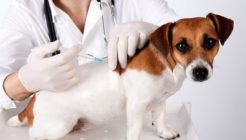 Köpeklerde Standart Aşı Programı