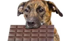 Köpeklerde Çikolata Zehirlenmesi