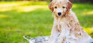 Yavru Köpekler Nasıl Yıkanır?