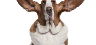 Köpeklerde Kulak Kontrolü ve Bakımı