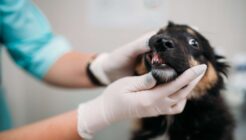 Köpeklerde Ağız ve Diş Sorunları ile Bakımı