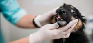 Köpeklerde Ağız ve Diş Sorunları ile Bakımı