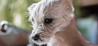Köpekler için Şampuan Seçimi Nasıl Yapılmalı?