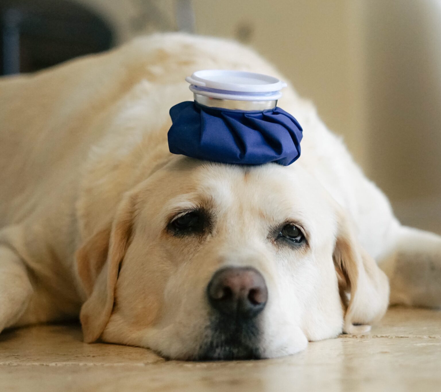 Köpeğim Kusuyor Ne Yapmalıyım? Köpeklere Dair Her Şey