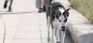 Köpeğinize Egzersiz Yaptırmanın Faydaları