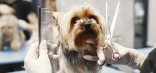 Köpeklerde Tüy Tarama