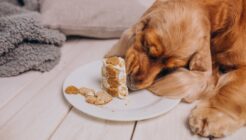 Köpekler için Zararlı Olan Yiyecek Çeşitleri Hangileri?