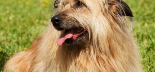Köpeklerde Tüy Bakımı Nasıl Yapılmalı?