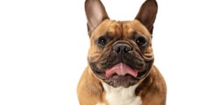 Köpeğimin Ağzı Kokuyor, Ne Yapmalıyım?