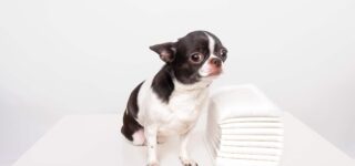 Yavru Köpeklerde Tuvalet Eğitimi Nasıl Olmalı?