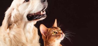 Kedi ve Köpeğin Aynı Evde Yaşaması Mümkün mü?