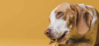 Köpeklere Kemik Vermek Zararlı mı?