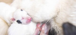 Köpeğim Titriyor, Neden Olabilir?