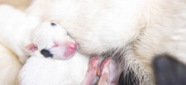 Kopeklere Dair Her Sey