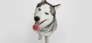 Köpeğime Süt Verebilir miyim?