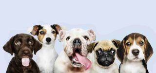 Köpeklerde Pire ve Bitlenme Nasıl Geçer?