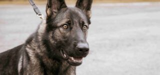Köpeğim Saldırganlaştı, Neden Olabilir?