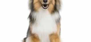 Köpeklerde Hamilelik Belirtileri Nelerdir?