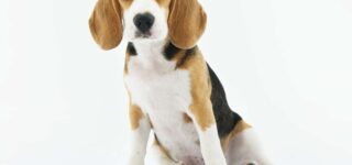 Yeni Doğan Köpeklere Hangi Aşılar Yaptırılmalı?