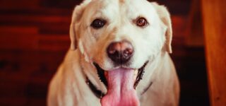 Köpeğim Sürekli Bağırıyor