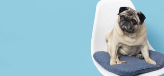 Köpeğim Kendini Sevdirmiyor, Neden Olabilir?