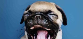 Köpeğimin Ağzı Çok Kokuyor, Tedavisi Var mı?
