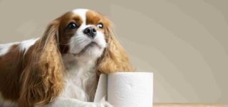 Köpekler Tuvaletini Ne Kadar Süre Tutabilir?