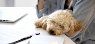 Köpeğim Uykusunda Titriyor, Sebebi Nedir?