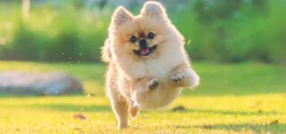 Köpekler Nasıl Eğlenir?