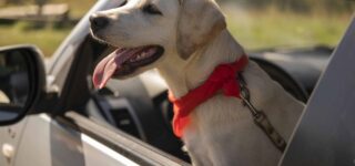 Köpeklerle Uzun Mesafe Seyahat