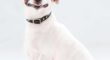 Köpeklerde Tasma Kullanımının Önemi