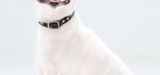 Köpeklerde Tasma Kullanımının Önemi