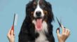 Köpeklerde Kuaför ve Bakım Hizmeti Nasıl Oluyor?