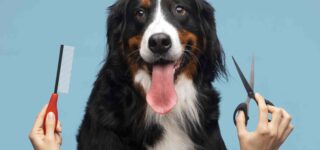 Köpeklerde Kuaför ve Bakım Hizmeti Nasıl Oluyor?