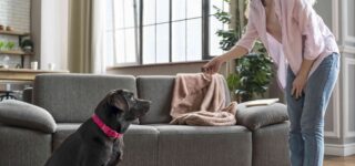 Taşınırken Köpeğin Stresini Azaltma