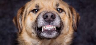 Köpekler Sahibine Küser mi?